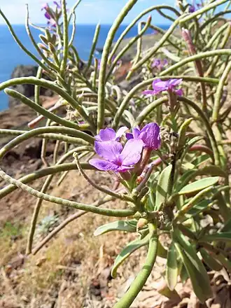 Matthiola maderensis
