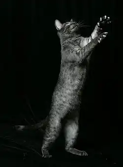 Wazig cyperpatroon over de vacht van een effen-zwarte smoke Egyptische mau