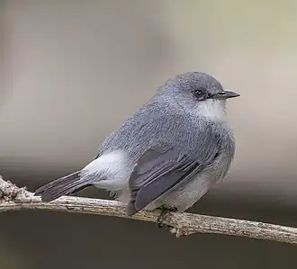 Grijze mauritiusbrilvogel