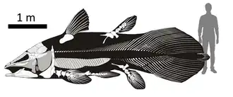 Mawsonia (visgeslacht)