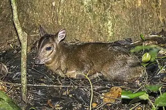 Maxwells duiker