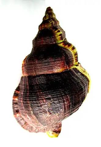 Ranella australasia