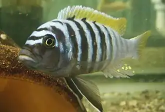 Maylandia pyrsonotos