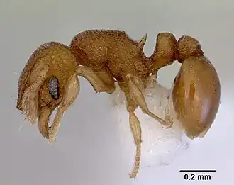 Mayriella spinosior