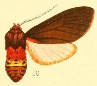Mazaeras soteria