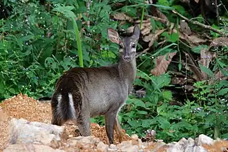 Passalites nemorivagus