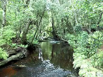 Bossen in The Catlins, nabij de McLean Falls
