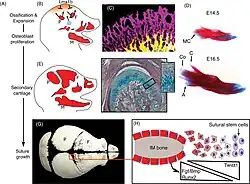 Mechanismen van intramembraneuse botgroei van de schedel
