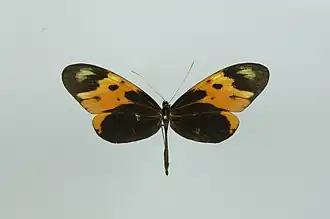 Mechanitis mazaeus