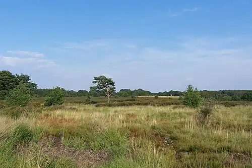 Mechelse Heide