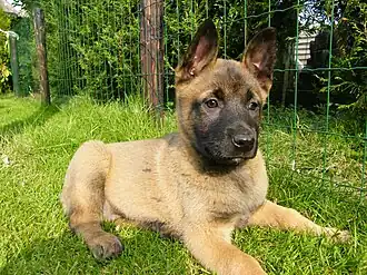 Mechelse Herder puppy (7 w.)