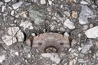 Mecodina albodentata