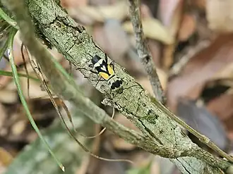 Mecometopus aurantisignatus