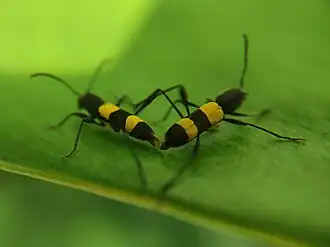 Mecometopus bicinctus