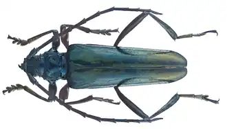 Mecosaspis laeta