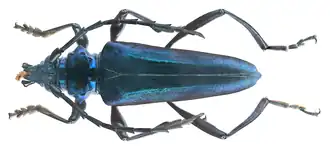 Mecosaspis chrysogaster