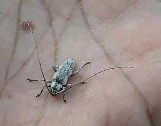 Mecotetartus antennatus