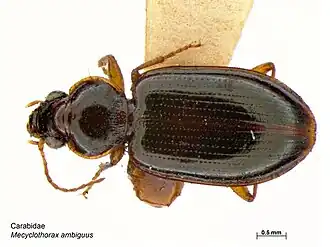 Mecyclothorax ambiguus