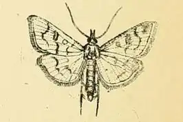 Mecyna biternalis
