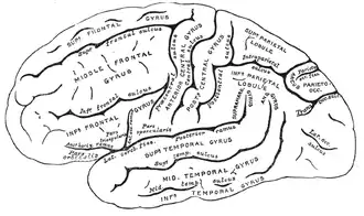 Zijaanzicht van de grote hersenen. Bovenaan rechts ligt de pariëtale kwab met de sulcus intraparietalis.