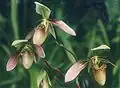 Paphiopedilum appletonianum