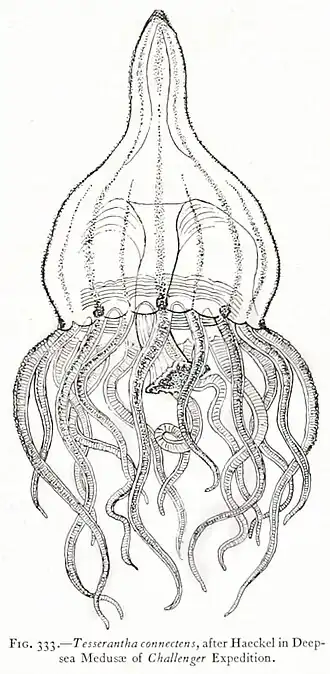 Tesserantha connectens