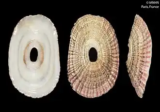 Medusafissurella chemnitzii