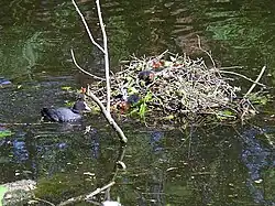 De meerkoet bouwt zijn nest op het water