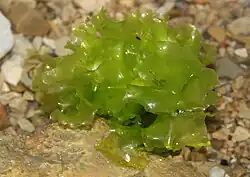 Zeesla (Ulva lactuca)