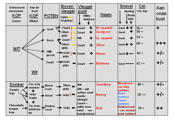 Een determinatie tabel voor meeuwen