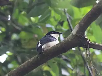 Afrikaanse klauwiervliegenvanger