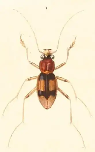 Megacephala aequinoctialis