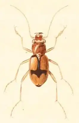 Megacephala cruciata