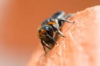 Megachile strupigera