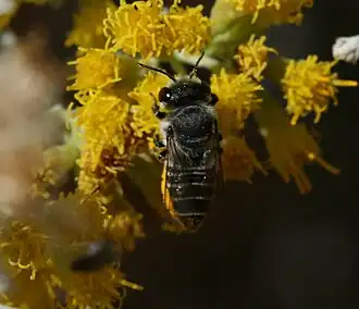 Megachile canariensis