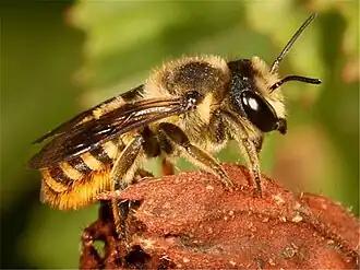 Megachile luteociliata