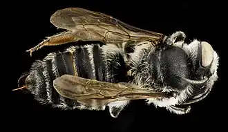 Megachile addenda