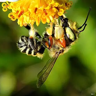 Megachile albitarsis