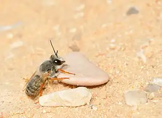 Megachile atrocastanea