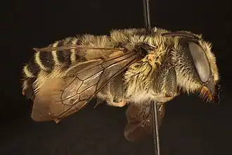 Megachile compta