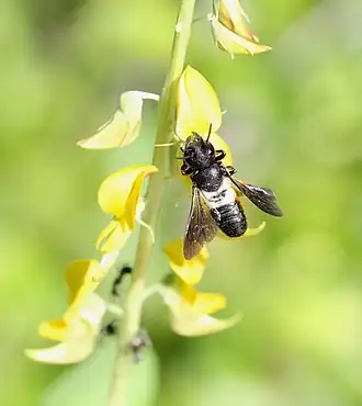 Megachile disjunctiformis