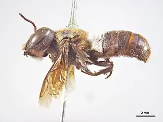 Megachile doddiana