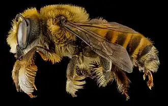 Megachile fortis