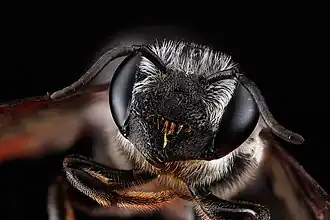 Megachile frugalis