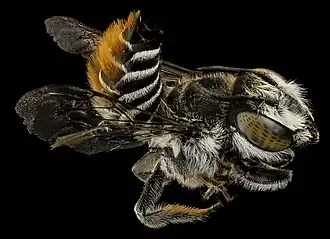 Megachile fullawayi