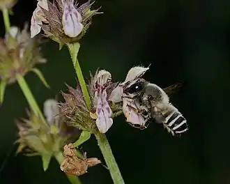 Megachile hungarica