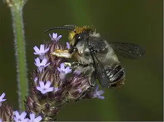 Megachile maculariformis