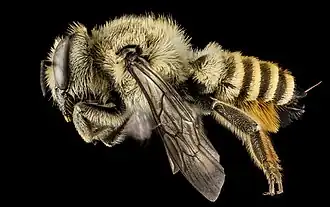 Centauriebehangersbij