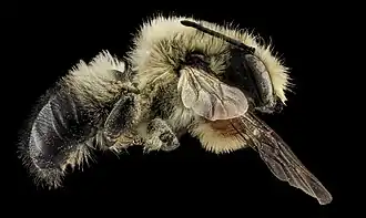 Megachile mucida