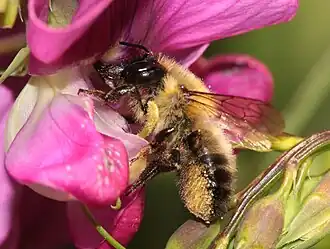 Megachile nigriventris